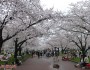 (1-2) Cseresznyevirágzás az Expo Emlékparkban és Kiotóban. Találkozás a host familymmel. Bevásárlás és cipekedés Kiotóból.