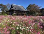 (83) Megismerkedés a rejtélyes szomszéddal. A légkondicionálás vége. A Sószóin-kiállítás és pillangóvirágok Narában. Az Ikoma-hegy és a Kófukudzsi kivilágítása. Az elhibázott gosuin. Séta Kiotóban: Kennindzsi, buddhahányó ipse, kétezres. Találkozás Öcsivel és Kisöcsivel Kiotóban. A Kuszama Jajoi-kiállítás. A tea ízesítése. Találkozás Rékával. Készülődés Muttiék érkezésére.
